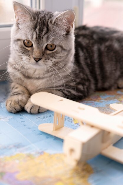 Gato de vista frontal y juguete de avión de aire borroso