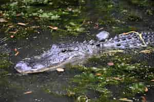 Foto gratuita gator en aguas pantanosas muy poco profundas en el sur de louisiana.