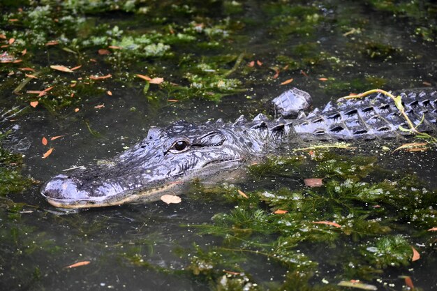 Gator en aguas pantanosas muy poco profundas en el sur de Louisiana.