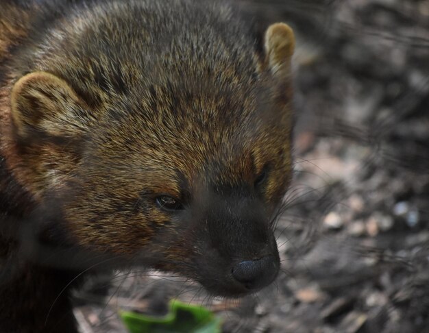 Los gatos pescadores son comadrejas agresivas como animales.