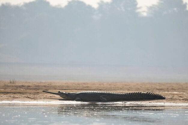 Gavial indio en el hábitat natural santuario del río chambal