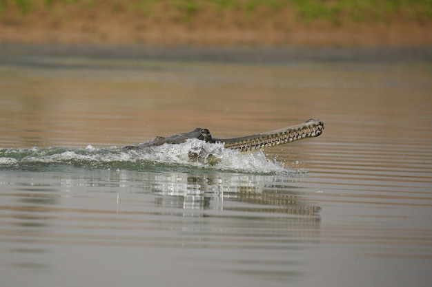 Foto gratuita gavial indio en el hábitat natural santuario del río chambal