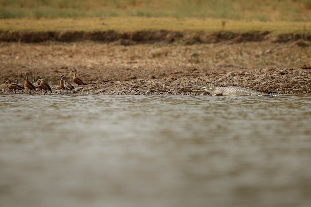 Gavial indio en el hábitat natural santuario del río chambal