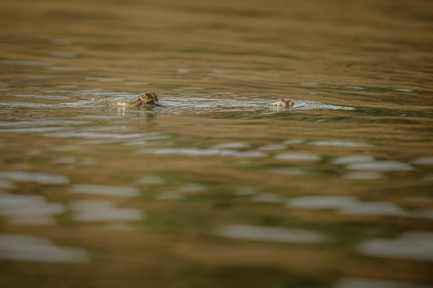 Gavial indio en el hábitat natural santuario del río chambal