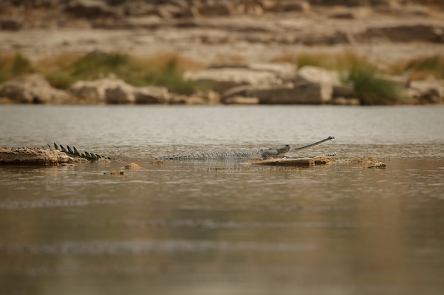 Gavial indio en el hábitat natural santuario del río chambal