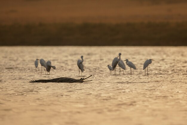 Gavial indio en el hábitat natural santuario del río chambal