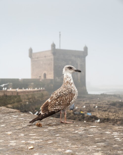 gaviota en la antigua fortaleza