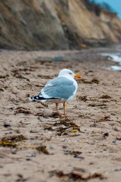 Gaviota caminando sobre la arena en la playa.