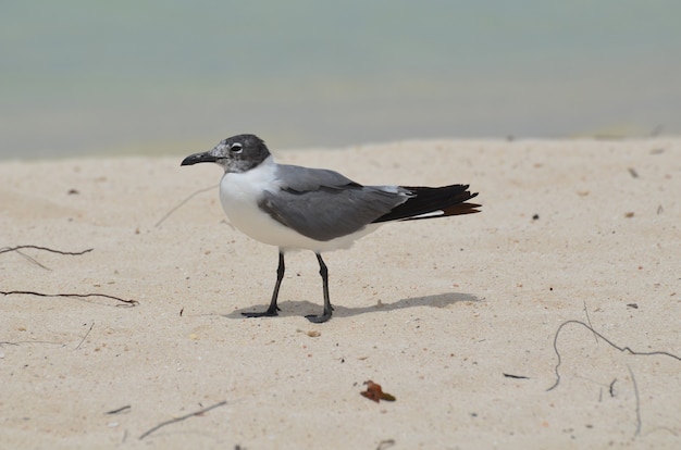 Gaviota caminando sobre una playa de arena blanca en el Caribe