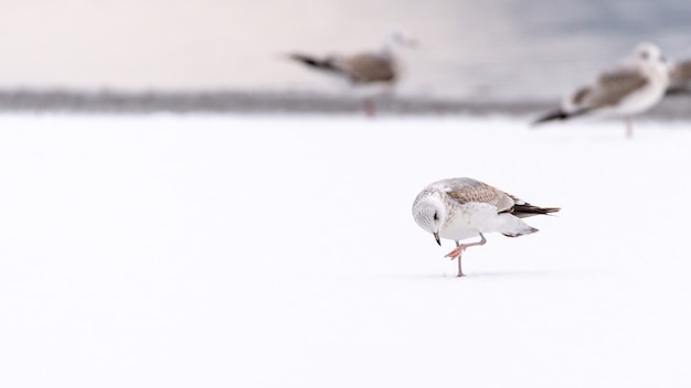 Gaviota común de pie sobre la nieve con otras gaviotas caminando