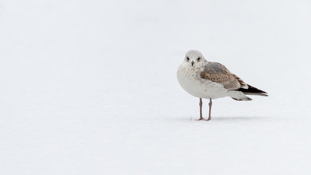 Gaviota común de pie sobre la nieve.