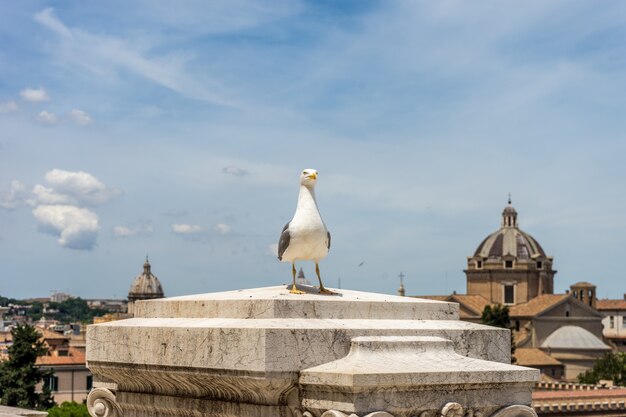 Gaviota encaramado en frente de un edificio en Roma, Italia