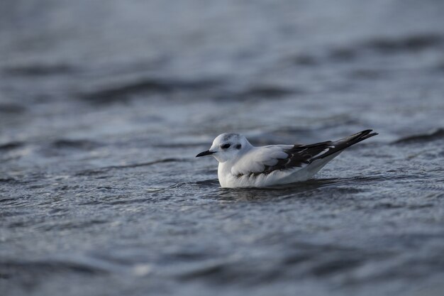 Gaviota juvenil, Hydrocoloeus minutus, Larus minutus,