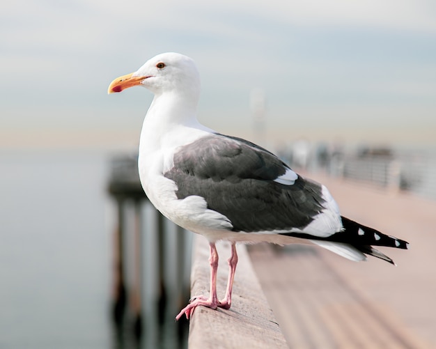 Gaviota de lomo negro con un fondo borroso