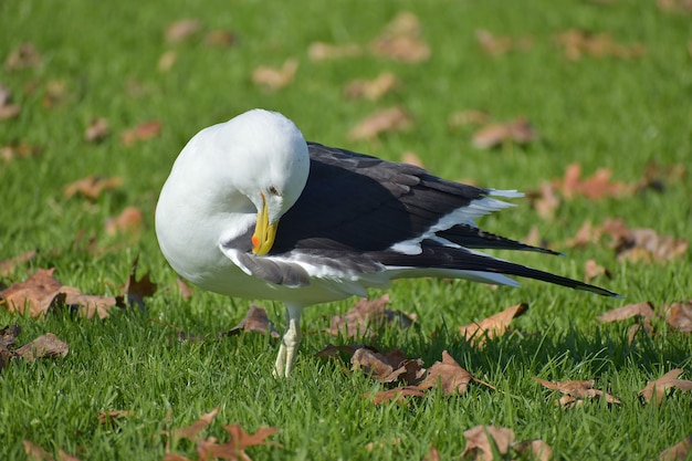 Foto gratuita gaviota de lomo negro meridional en un parque