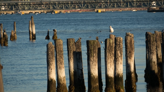 Gaviota posada sobre una columna en un muelle en el mar