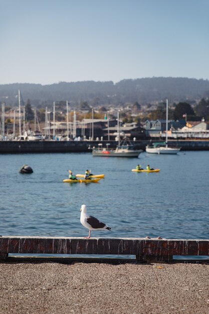 Gaviota en el puerto