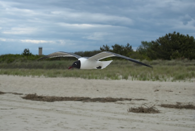 Gaviota reidora volando sobre un campo cubierto de casas y vegetación bajo un cielo nublado