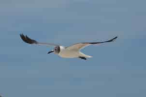 Foto gratuita gaviota risueña volando con alas extendidas en el cielo