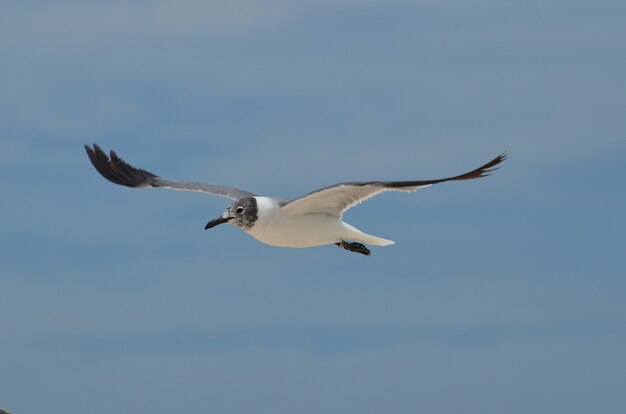 Gaviota risueña volando con alas extendidas en el cielo