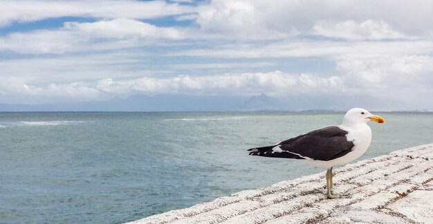 Gaviota sola encaramado sobre un muro de piedra del puerto con una vista del paisaje marino detrás en Ciudad del Cabo, Sudáfrica