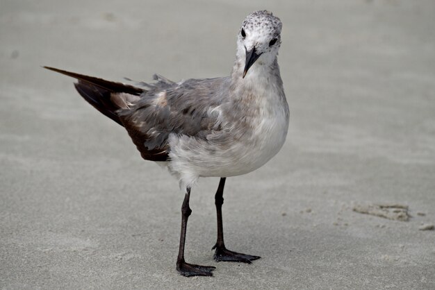 Gaviota en el suelo