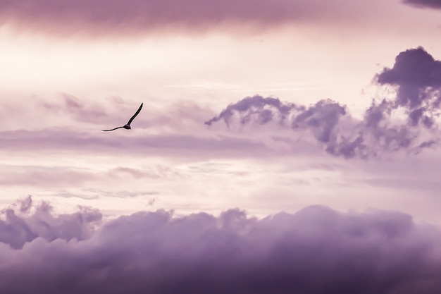 Gaviota volando con nubes de fondo