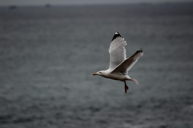 Foto gratuita gaviota volando bajo sobre el nivel del mar