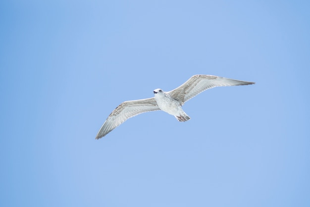 Foto gratuita gaviota volando