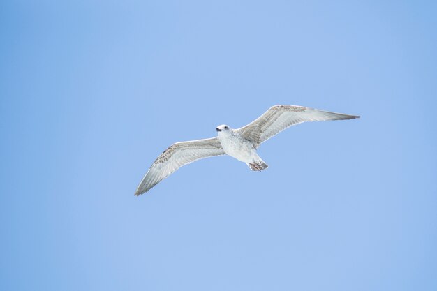 Gaviota volando