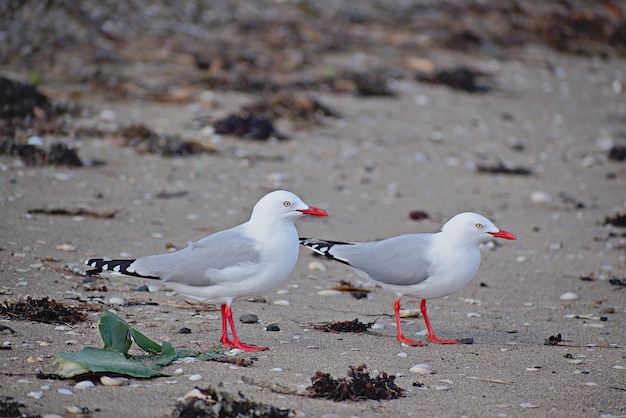 Gaviotas blancas en la playa durante el día.