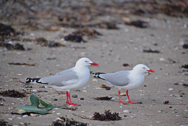 Gaviotas blancas en la playa durante el día.