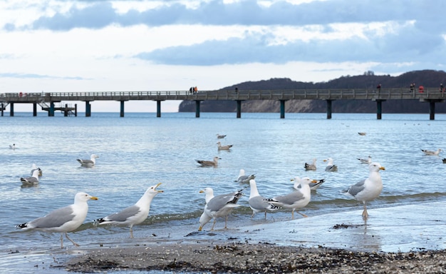 Las gaviotas caminan a lo largo de la orilla del mar de pie en la playa de arena junto al mar báltico