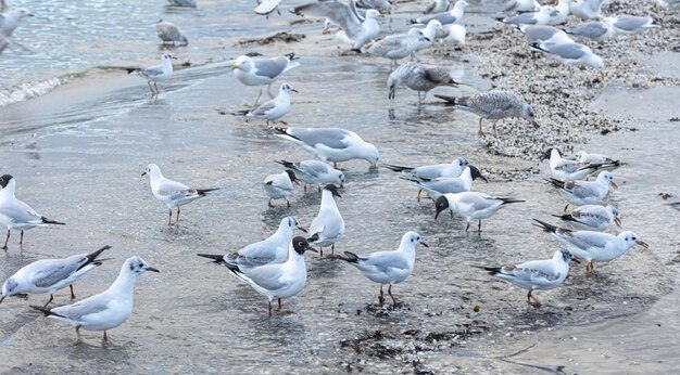 Las gaviotas caminan a lo largo de la orilla del mar de pie en la playa de arena junto al mar báltico