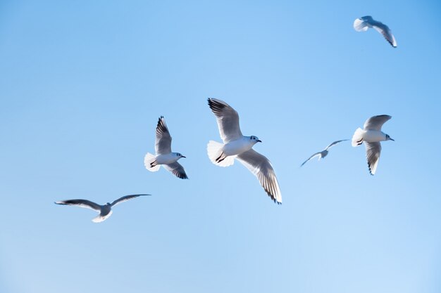 Gaviotas pájaros vuelan en el cielo azul