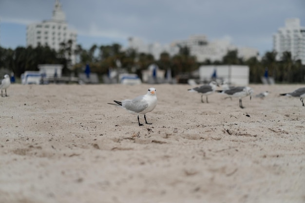 gaviotas en la playa, miami florida usa