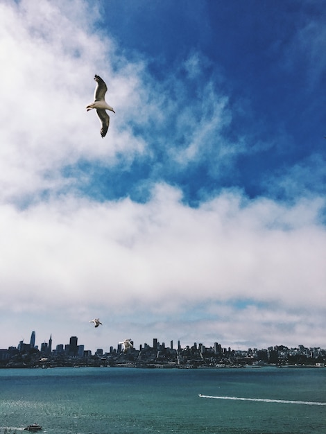 Foto gratuita gaviotas de san francisco