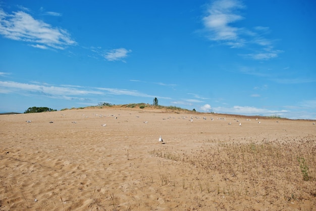 Foto gratuita gaviotas en sunny beach en el mar negro en bulgaria vacaciones de verano viajes vacaciones