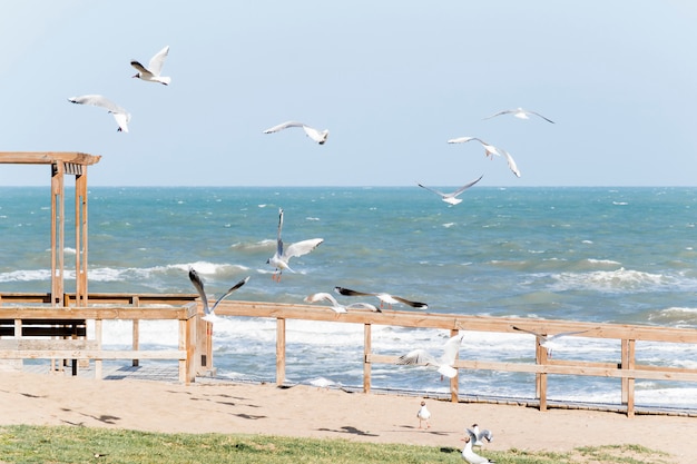 Gaviotas en el terraplén cerca del mar agitando