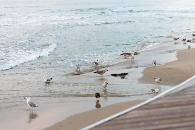 Gaviotas de tiro completo en la playa