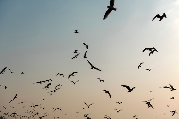 Gaviotas volando cerca del bosque de manglares natural