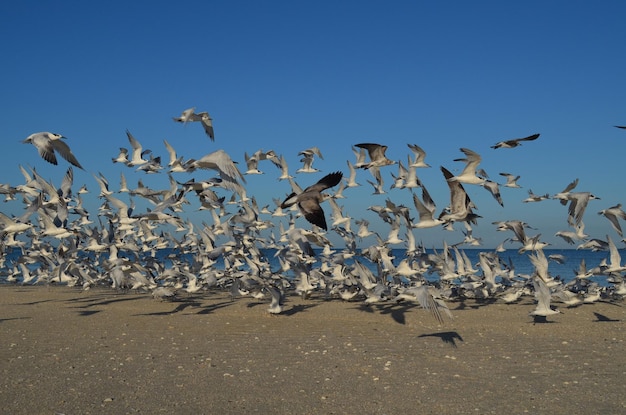 Gaviotas volando por encima de la costa de la playa de naples, florida.