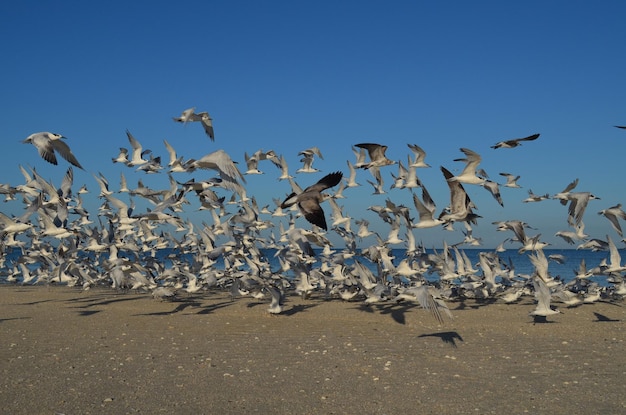 Gaviotas volando por encima de la costa de la playa de Naples, Florida.