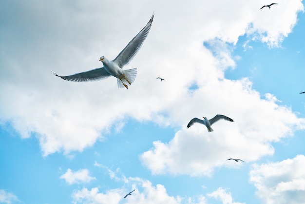 Gaviotas volando con nubes de fondo