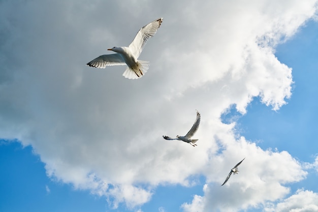 Gaviotas volando con nubes de fondo