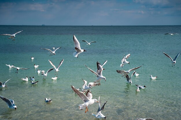 Las gaviotas vuelan sobre la superficie del mar.