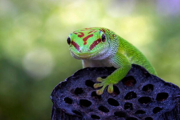 Gecko diurno gigante de Madagascar de hermoso color en primer plano de animal de brote seco