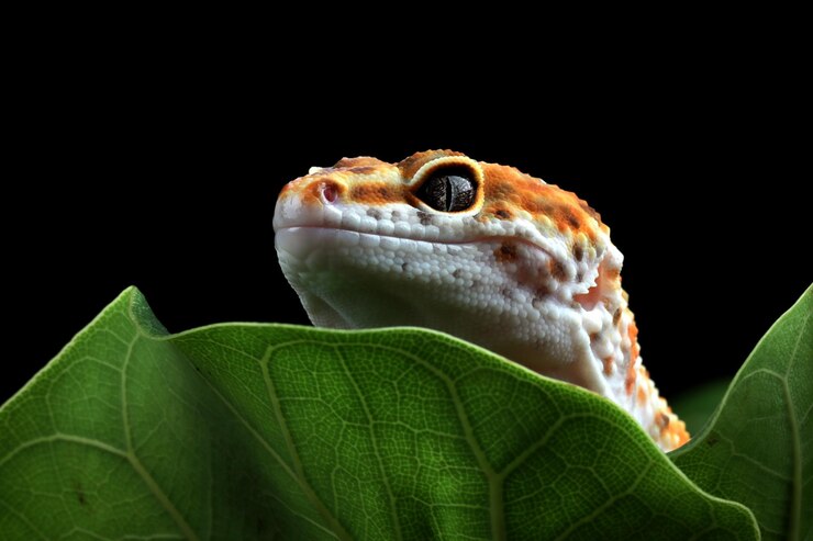 Foto gratuito gecko leaopard closeup cabeza gecko escondido detrás de hojas verdes