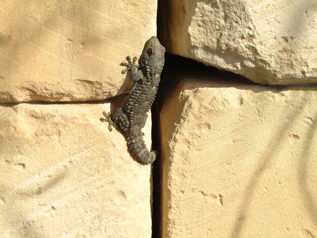 Gecko morisco sobre una roca bajo el sol