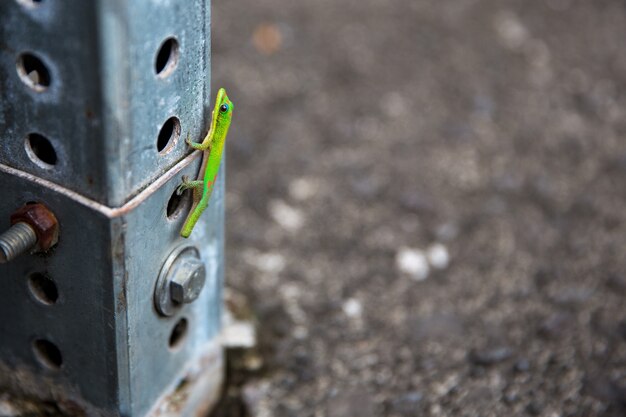 Gecko subiendo